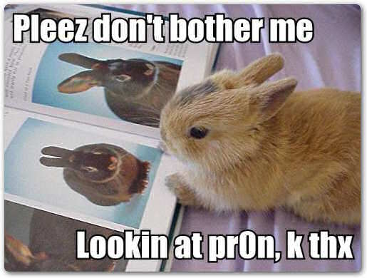 Bunny Porn